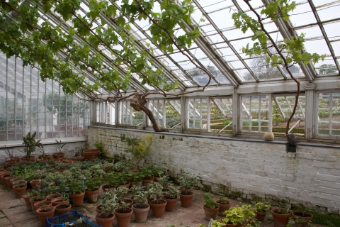 Grand Victorian greenhouse at Audley End Estate, English Heritage