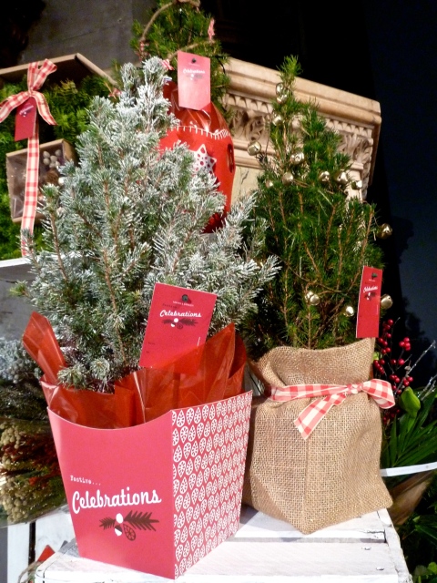 Living Christmas trees come gift wrapped at Marks and Spencer for Xmas 2011