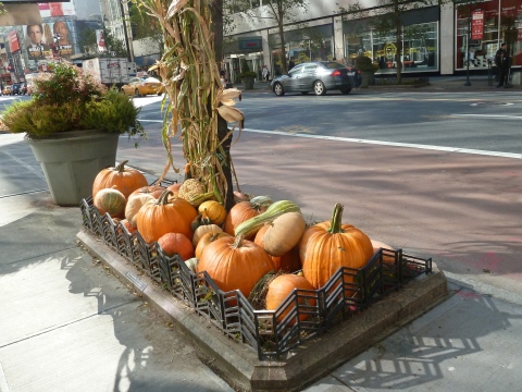 Huge pumpkin displays on 34th St West side, I am amazed nobody takes them home.